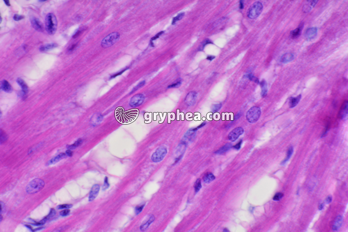 Fibres musculaires cardiaques CL x200 - gryphea.com